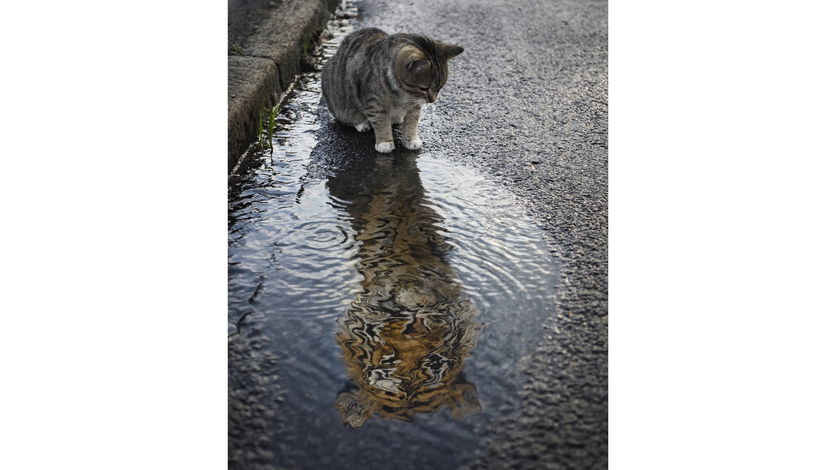 Geração de imagens GPT-4o